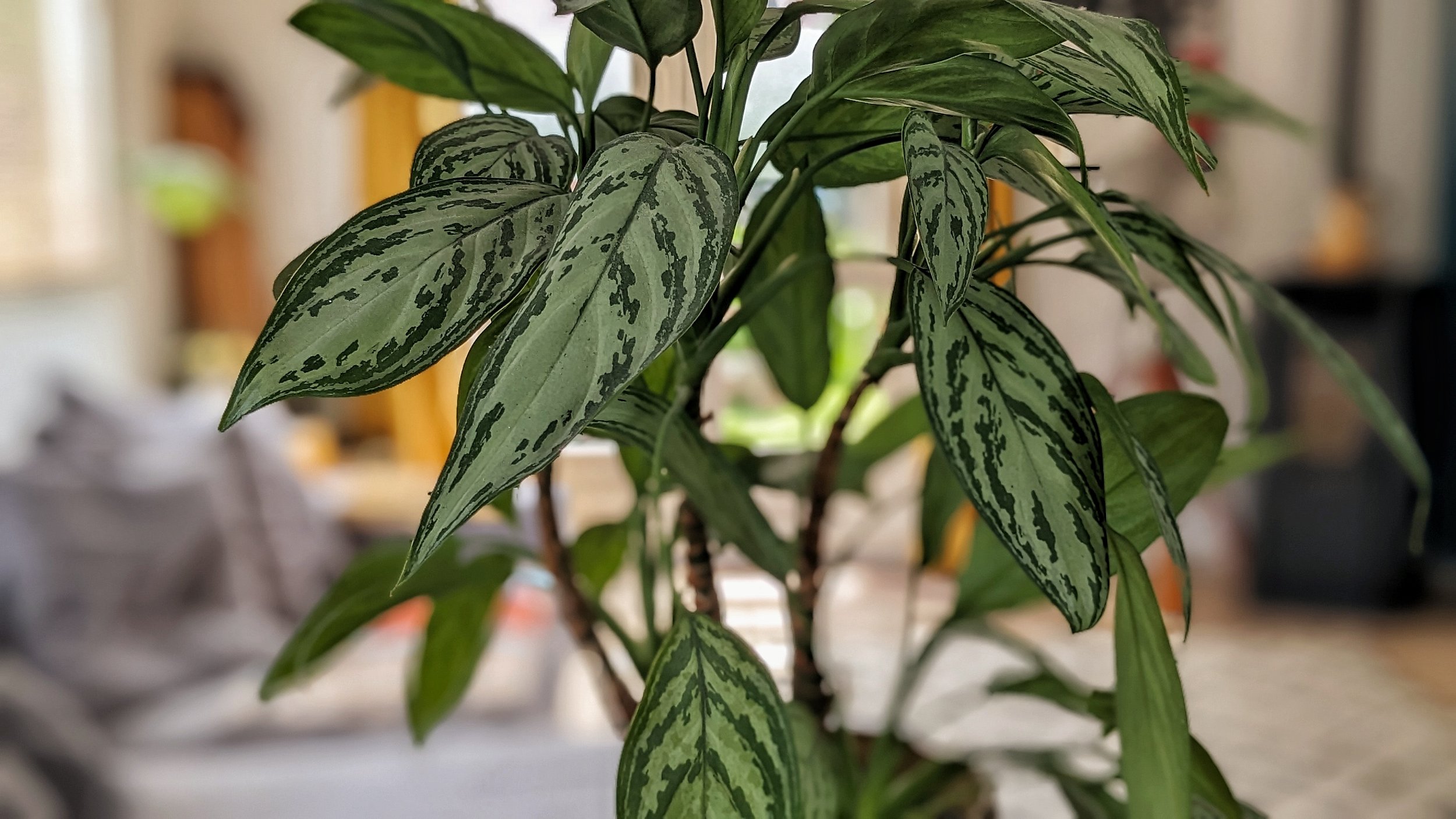Botanical beacon